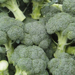 Агасси F1 семена капусты брокколи Rijk Zwaan - 10 семян (10 упак.)