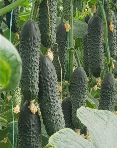 Огурец Аллегро