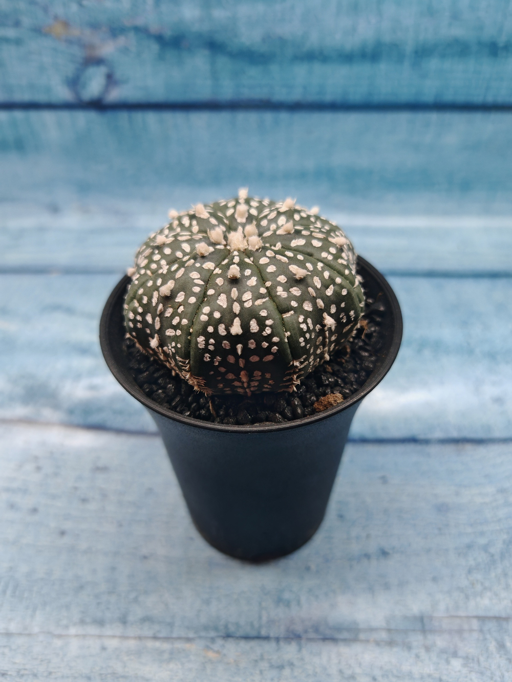 Astrophytum Asterias (Астрофитум)