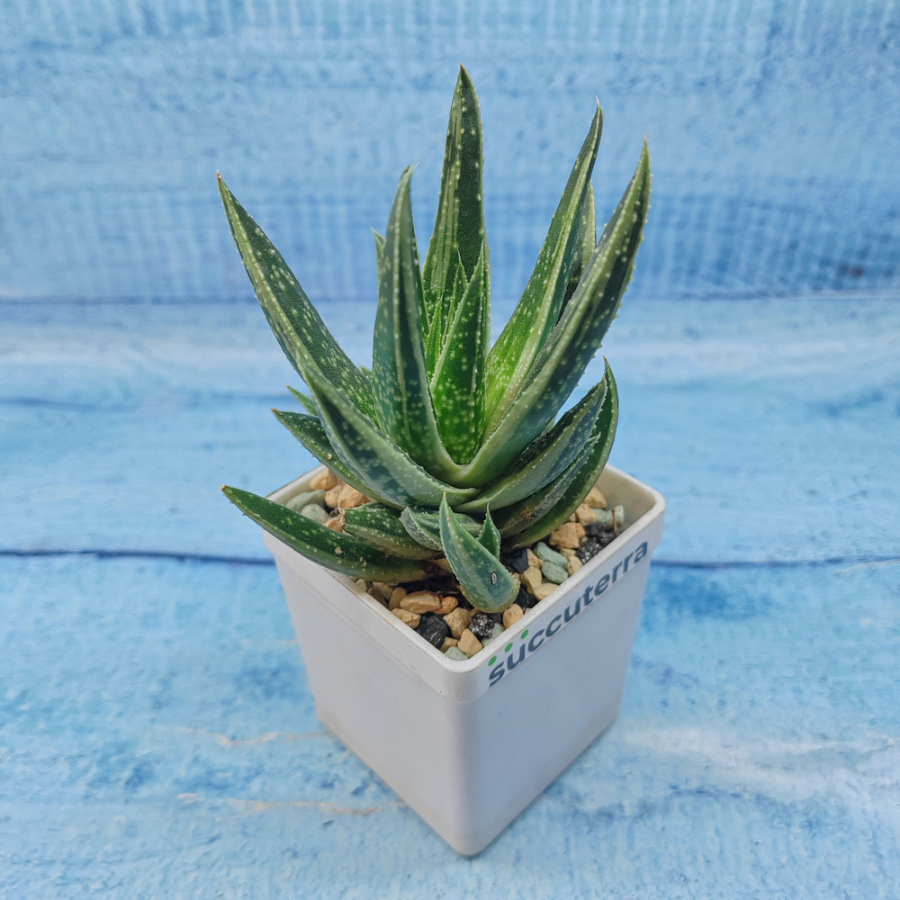 Gasterloe variegated (Гастерлоэ)