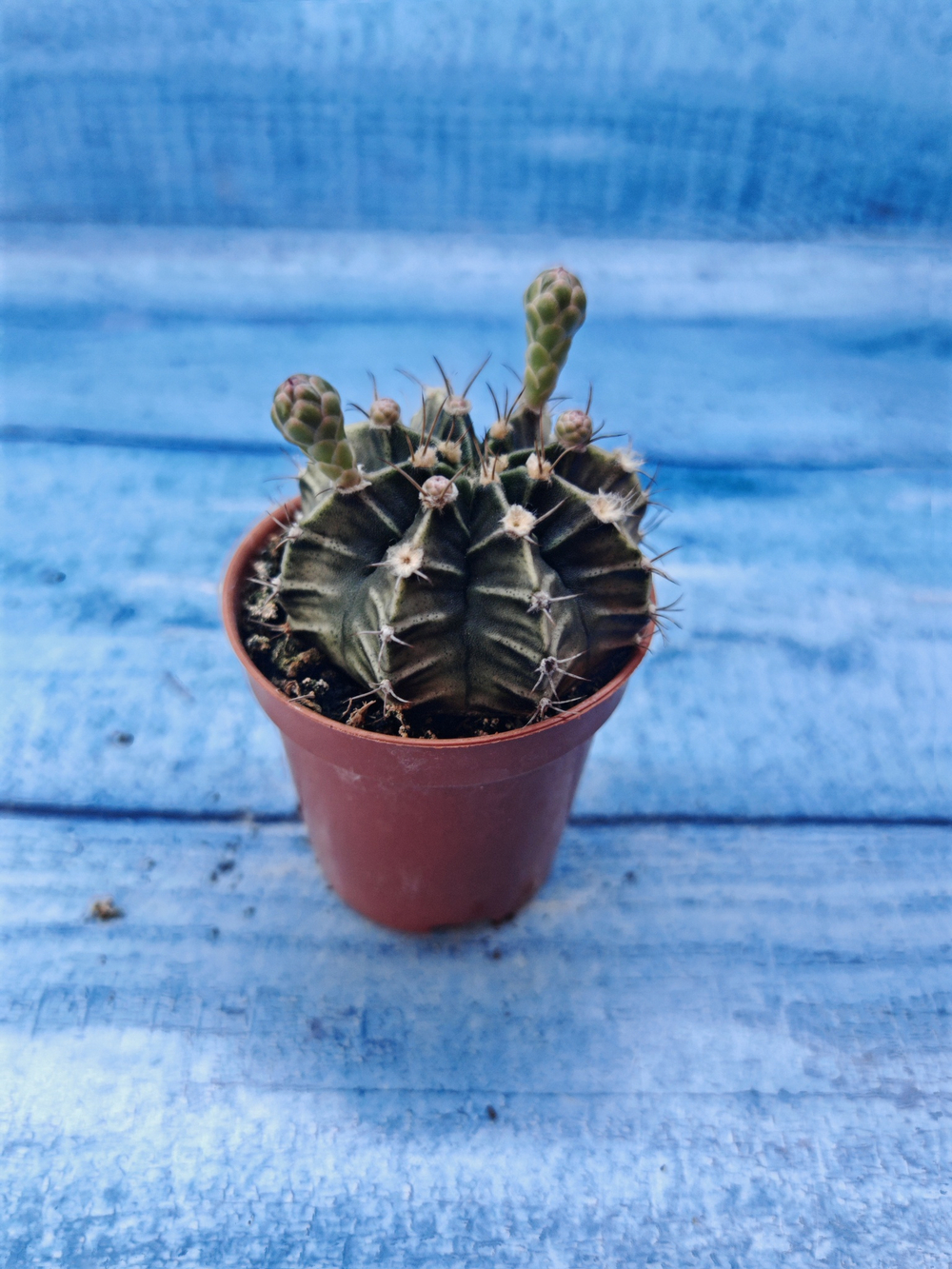 Gymnocalycium Friedrichii (Гимнокалициум)