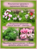 Пеларгония Канди Дансер аромат лайма и мяты