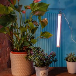 ULT-P39-6W-SPLE IP40 WHITE Светильник для растений светодиодный. высота 320мм. на колышке. Спектр для фотосинтеза. TM Uniel