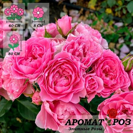 Ай Эм Гретифул (I Am Grateful)