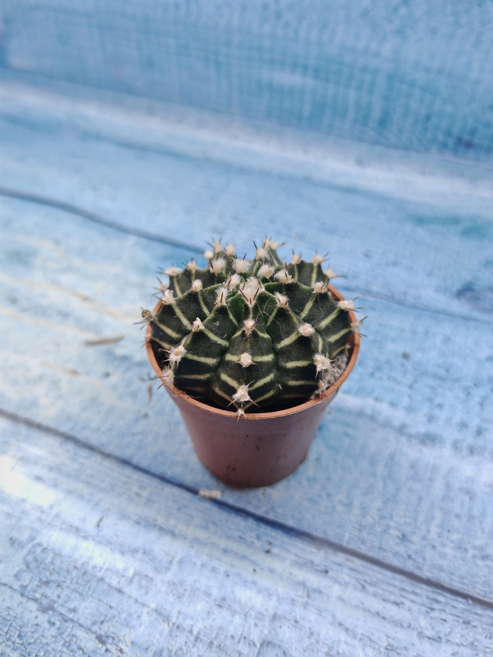 Gymnocalycium Friedrichii (Гимнокалициум)