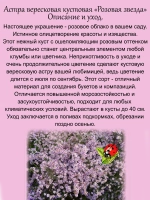 Астра вересковая Розовая звезда кустовая