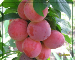 Слива Ксения ( Чемальская крупная)