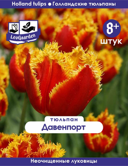 Тюльпан Луковица, Давенпорт, 8+ шт