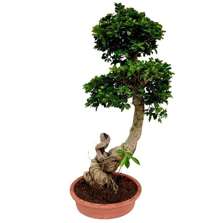 Фикус микрокарпа Гинсенг 38/90