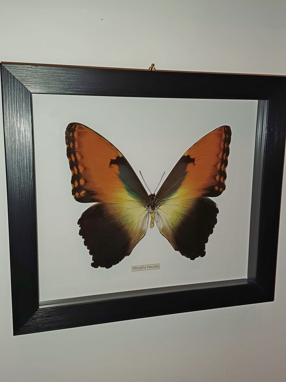 Бабочка Morpho hecuba в рамке