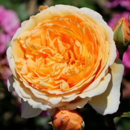 Роза английская Корона Принцессы Маргарет/Crown Princess Margareta