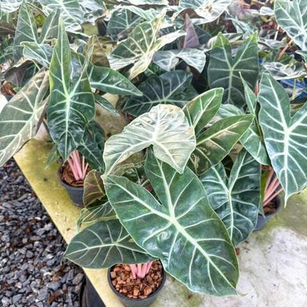 Алоказия PINK DRAGON