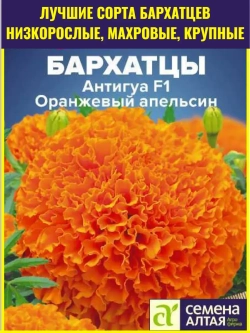 Семена цветов бархатцев Антигуа F1 Оранжевый апельсин 5 шт