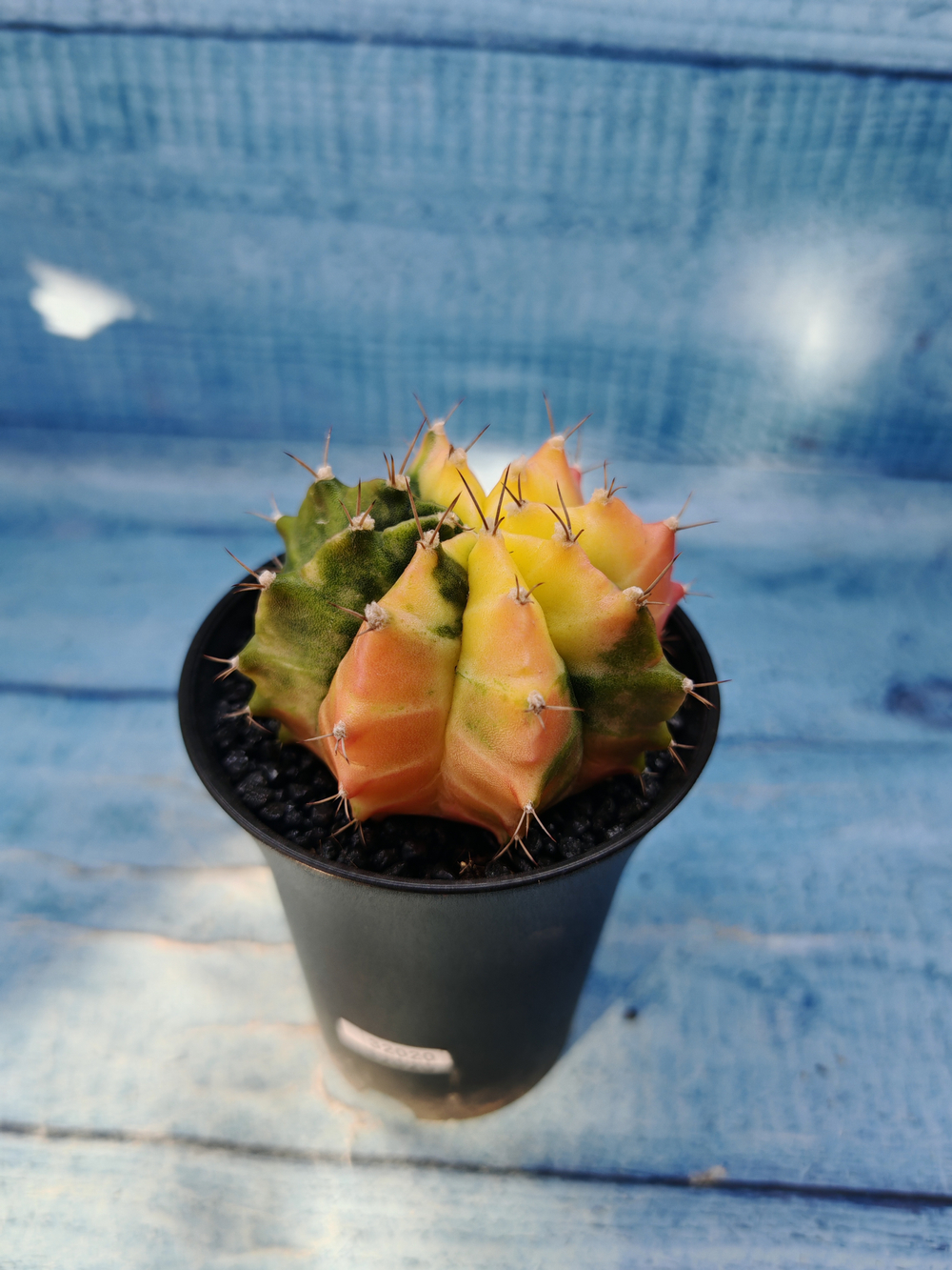 Gymnocalycium Variegata (Гимнокалициум Вариегатный)