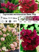 Вимс Ред гортензия метельчатая