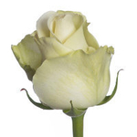 Роза Кения Mix