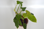 Филодендрон Голден Виолин / Philodendron Golden Violin