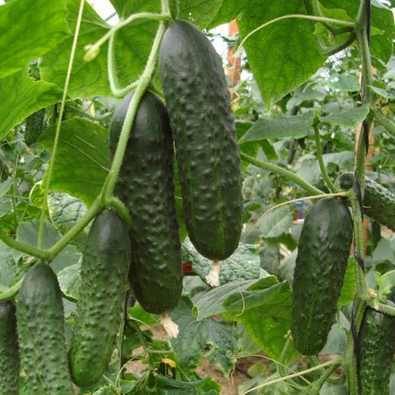 ПРОСКОР F1 семена огурца Nunhems купить