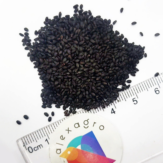 ЭМИЛИ семена базилика Enza Zaden отзывы – фото 4