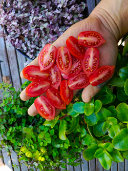 Даттерини красный (Datterini red) сорт томата