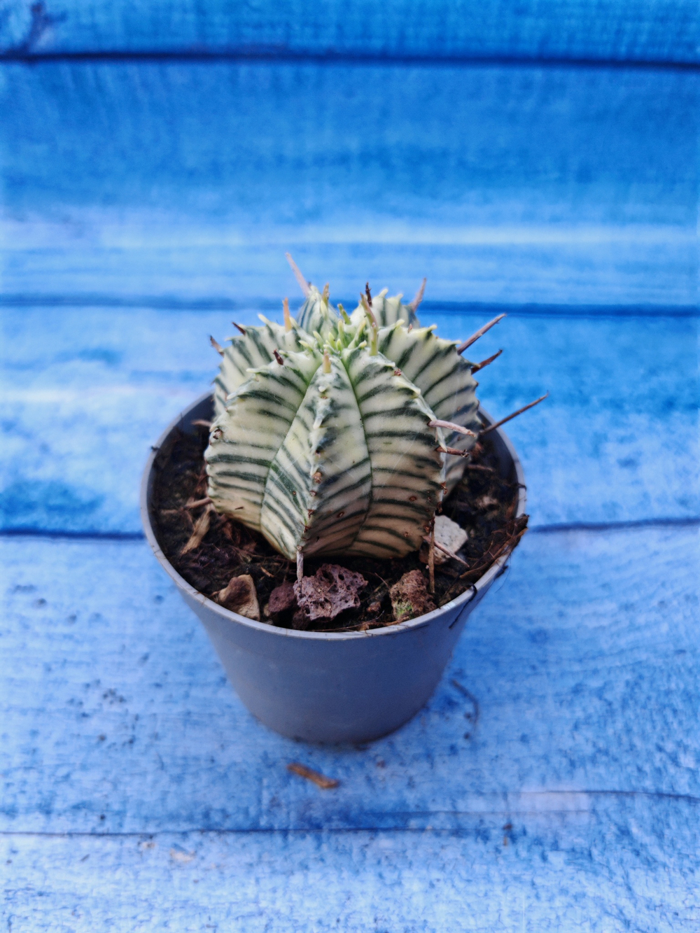 Euphorbia meloformis f. Variegated (Эуфорбия вариегатная)