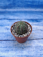 Euphorbia Obesa (Эуфорбия)
