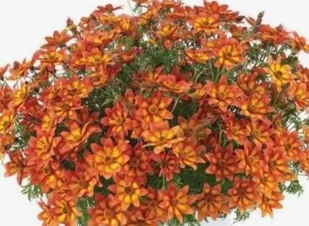 Биденс ЕВРО в наличии