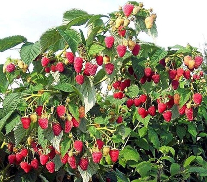 Малина Таруса