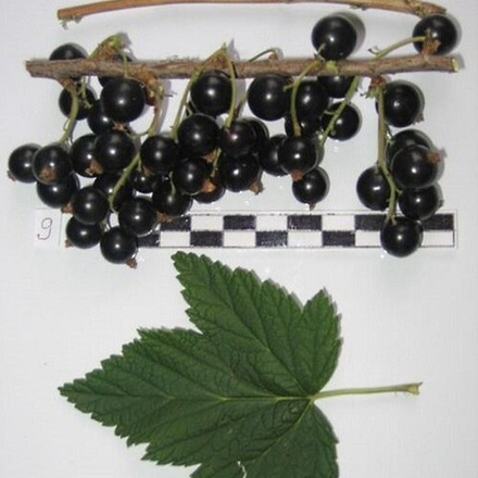 Смородина чёрная Рясная