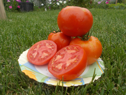 Помидоры Креольский из Нового Орлеана - Creole from New Orleans Tomato