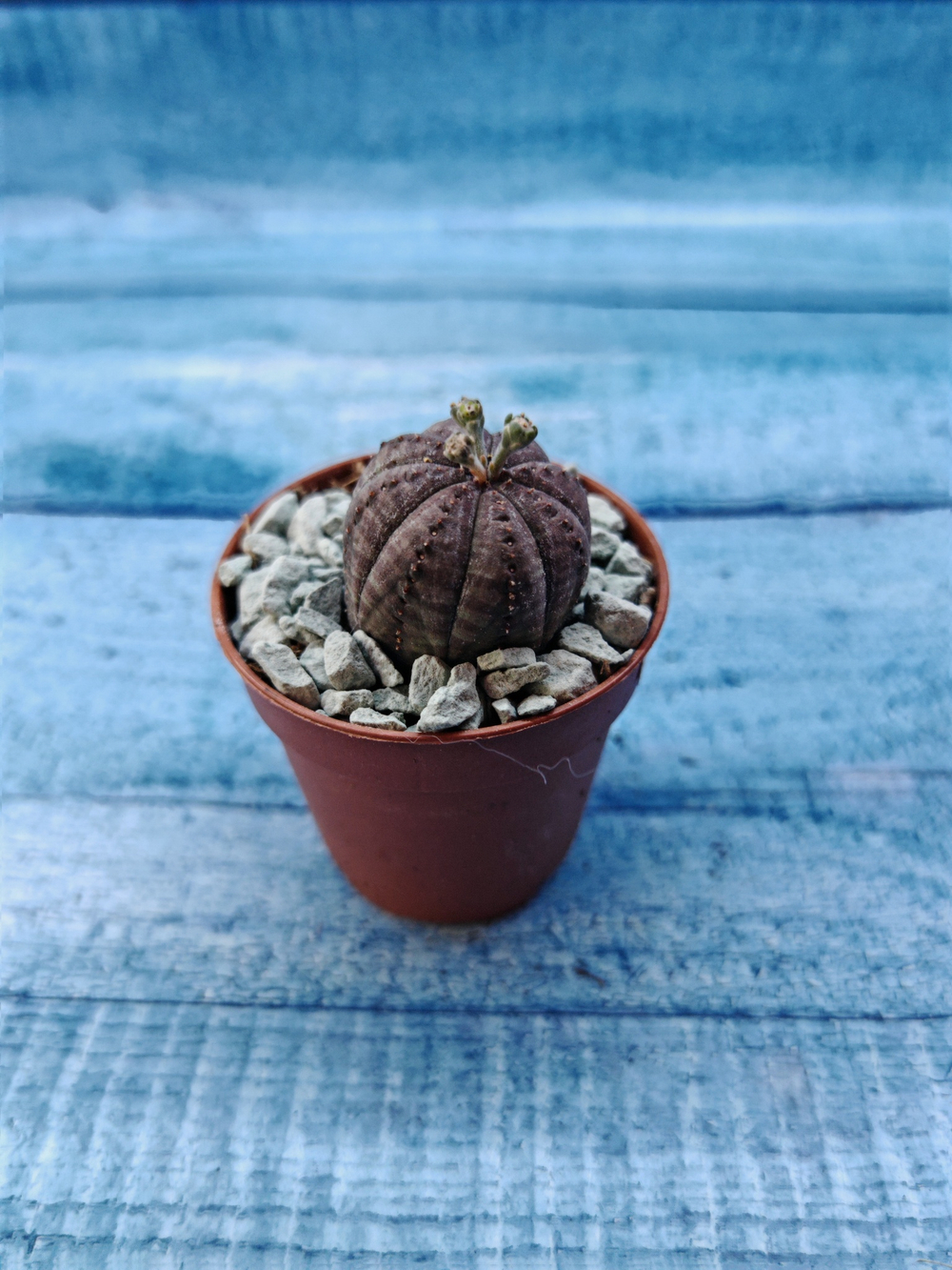Euphoria Obesa (Эуфорбия)
