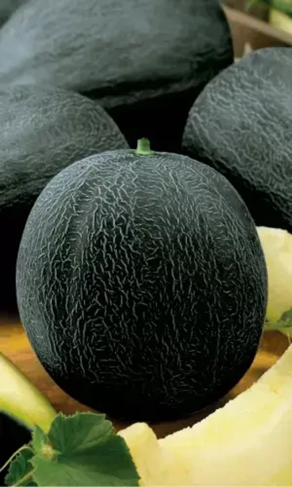 Дыня Черный принц 6шт УрДачник