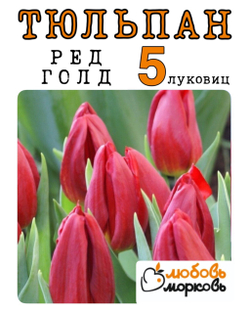 Тюльпан Луковица, Ред Голд, 5шт (Любовь Морковь)