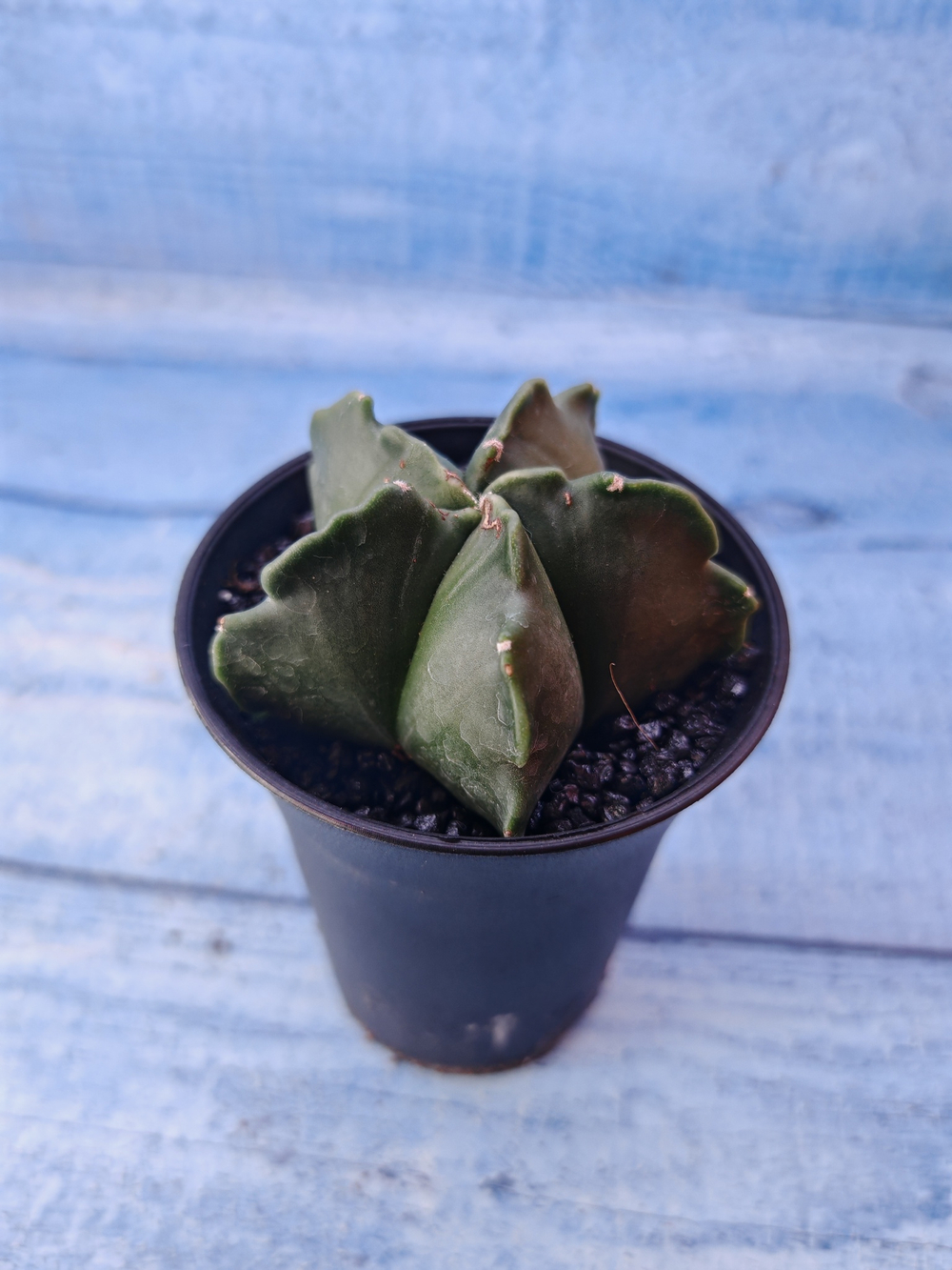 Astrophytum Myriostigma monstrosa (Астрофитум)