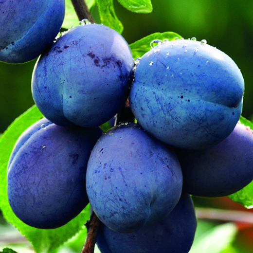 Слива Стартовая С5 Закупка М69 июнь 2026