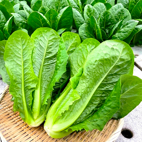 Чима - Японский Салат для Рулетиков Санчу -チマ・サンチュ - Chima Sanchu