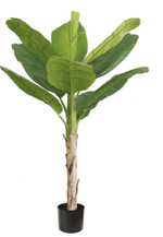 Банановая пальма 186 см.