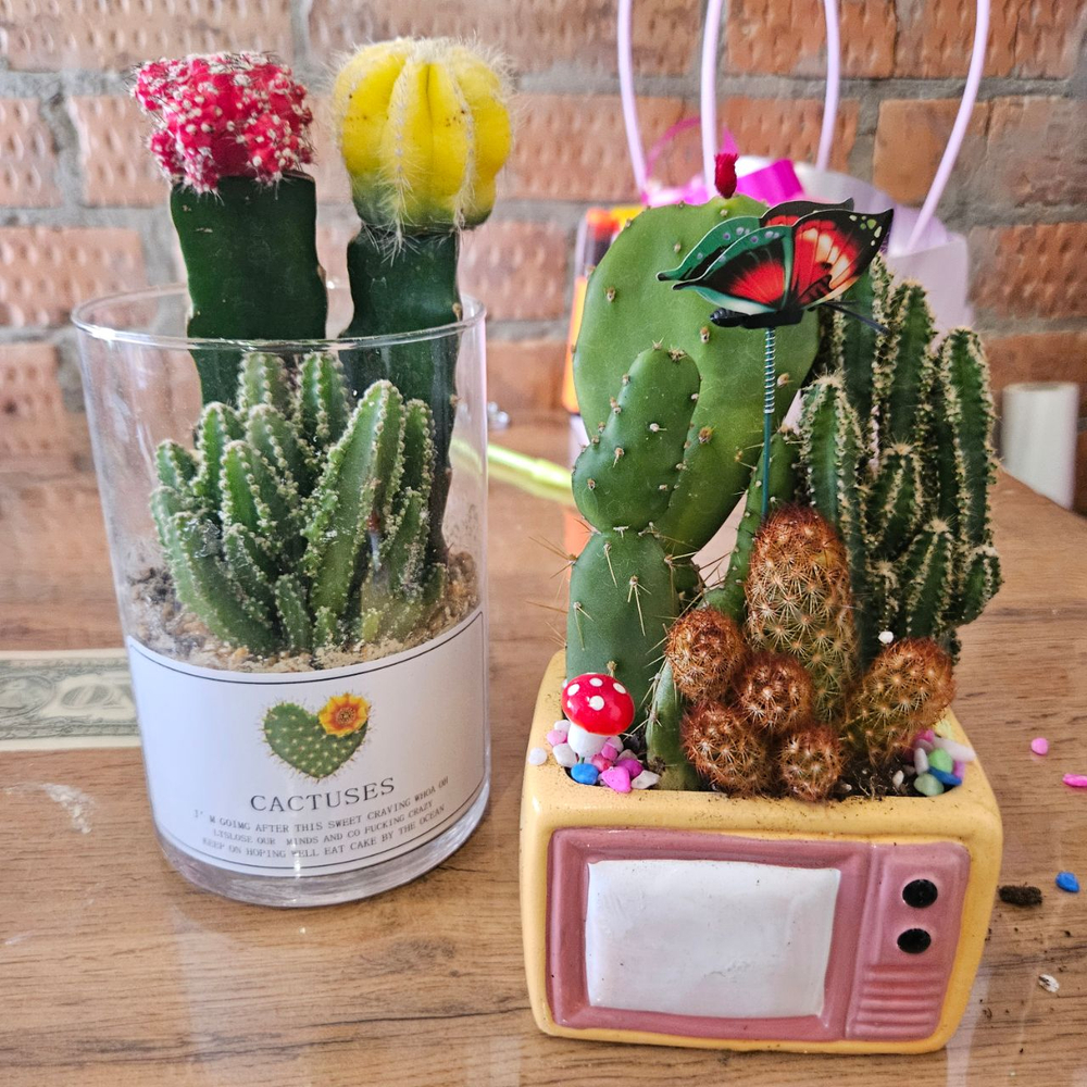 Кактусы с суккуленты в керамике и стекле