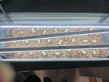 МЕЛИТО F1 семена редиса (Hazera | Alexagro)