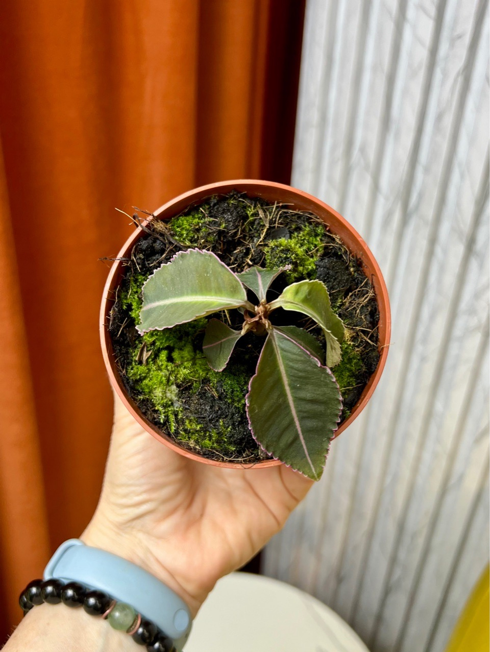 Лабизия Пумила Pumila, D10см Н15см, 1шт, Urban Jungle