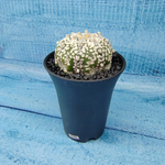 Astrophytum Asterias (Астрофитум)