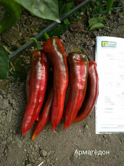 Перец сладкий Армагедон F1