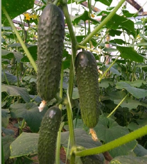 Бриз F1 семена огурца партенокарпического (Sakata / Саката) продукт – фото 2