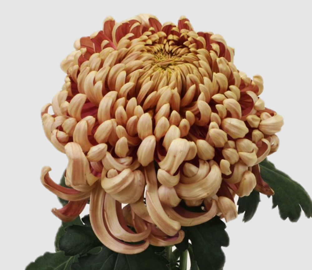Хризантема сортовая Деко/ Бигуди