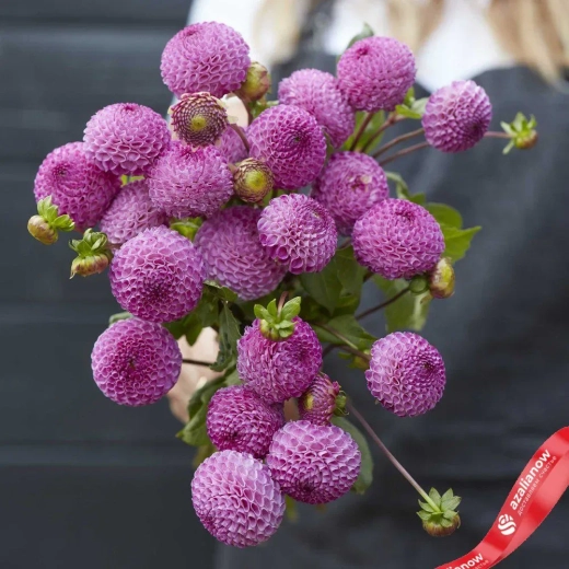 Георгин Frank Holmes (корень) Закупка М55 апрель 2026