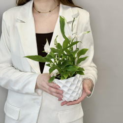 Спатифиллум Уоллиса