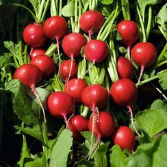 РЕГГЕ семена редиса (Bejo | Alexagro)