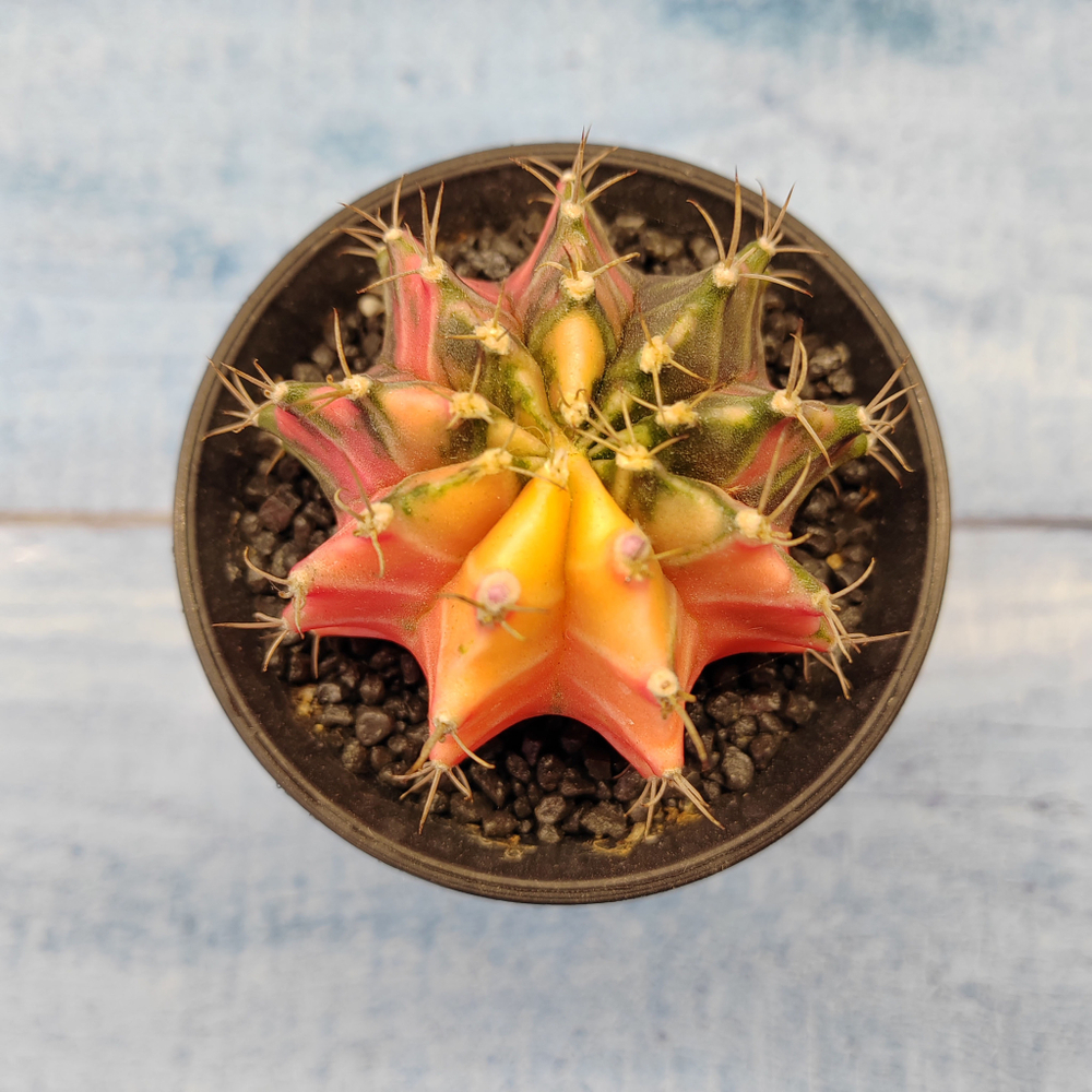 Gymnocalycium Variegata (Гимнокалициум Вариегатный)