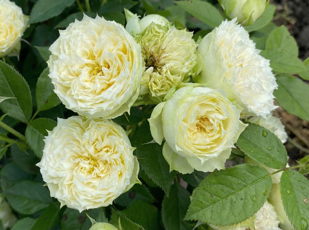 Роза «Бланшетт» (Blanchette) спрей