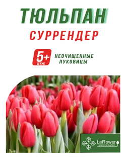Тюльпан Луковица, Суррендер, 5+ шт